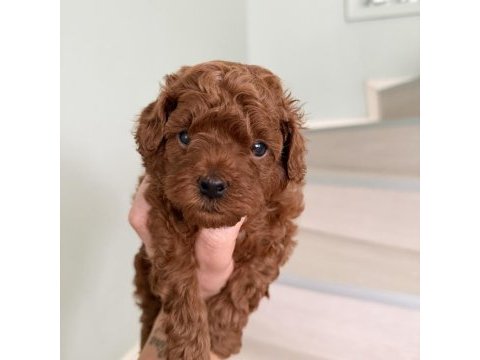 Red brown poodle yavrular