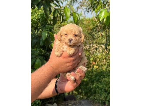 Aşılı çiş eğitimli maltıpoo  bebekler 