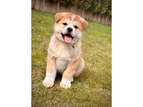 Safkan japon akita yavruları