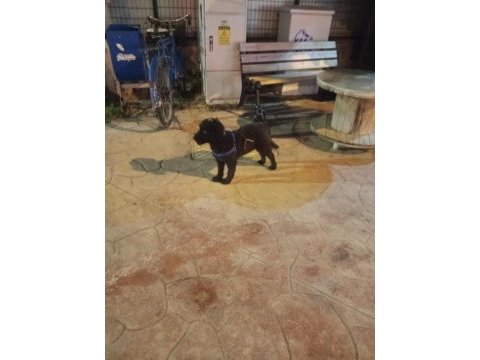 Siyah disi minyatür poodle kizanda su an