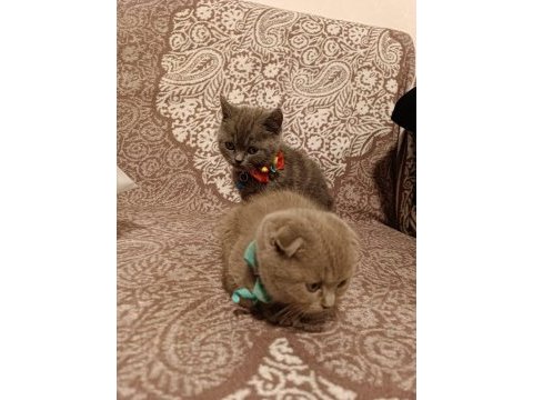 Safkan (gri british ve lilac scottish) kardeşler