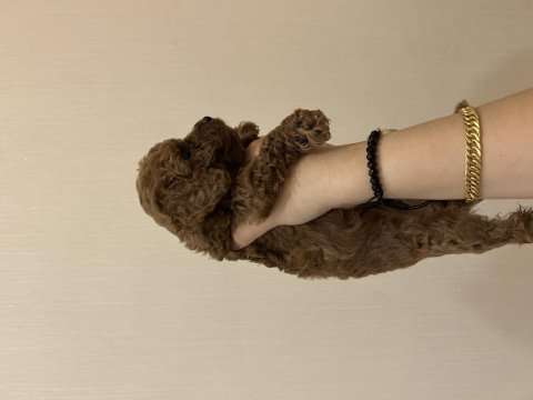 Toy poodle 38 günlük