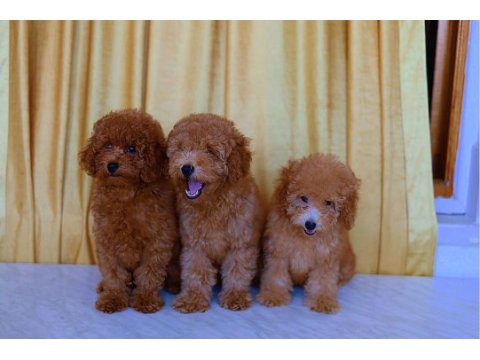 Orjinal toy poodle yavruları 2.5 aylık