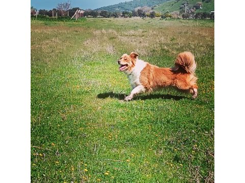 Şecereli border collie