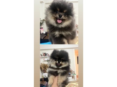 3 aylık pomeranian boo iki adet bir dişi bir erkek