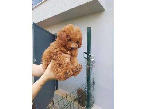 2 dişi ve 1 erkek toy poodle