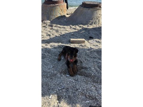 58 günlük doberman kuyruğu estetikli
