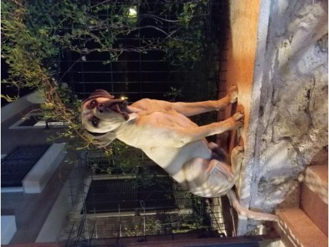 Dev formentino cane corso