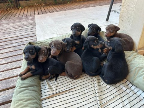 2,5 aylık safkan doberman