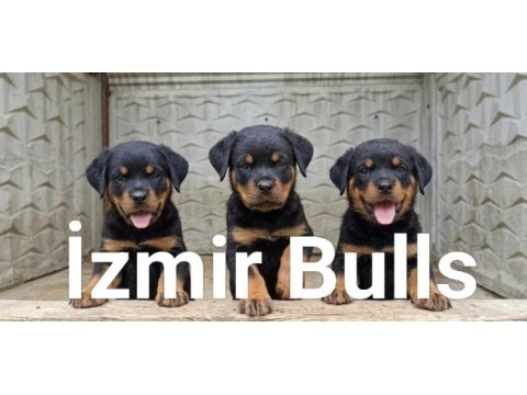 Rottweiler extrem sırbistan timittor