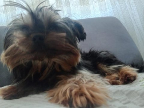 Sevimli dost yorkshire terrier