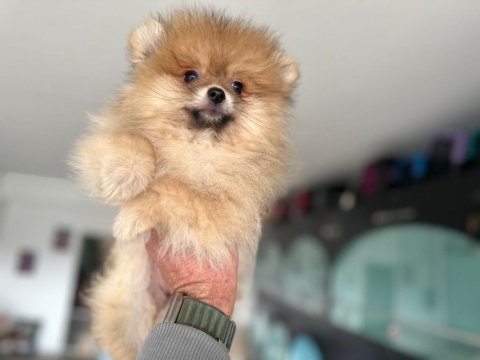 A kalite ırk sağlık garantili pomeranian boo yavruları