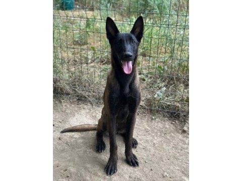 Safkan belçika kurdu malinois yavrular
