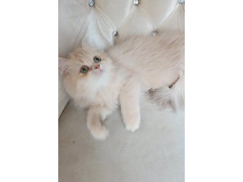 British longhair dişi