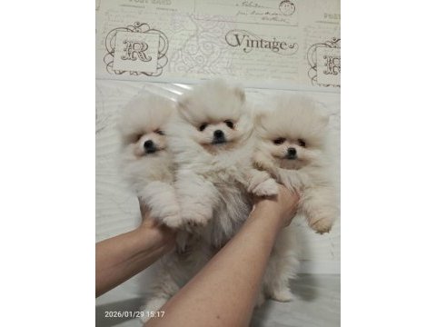 Dişi erkek pomeranian boo ve spitz yavrularımız (orjinal)