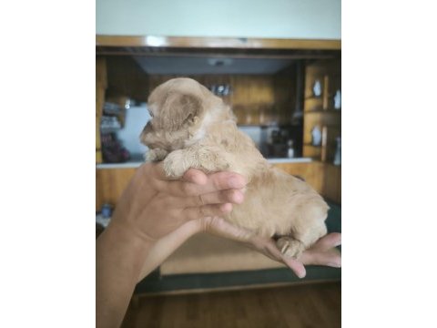 Toy poodle köpeğimiz