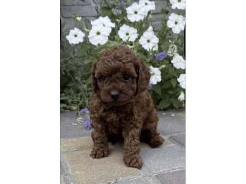Toy poodle yavru