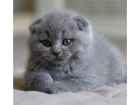 Sevgi yumağı gri scottish fold