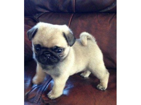 Sağlık ve ırk garantili pug bebeklerimiz