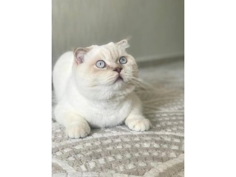 1 yaşında scottish fold erkek