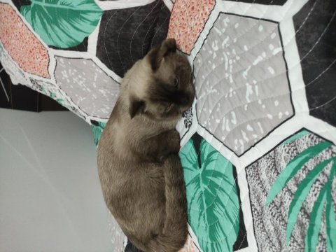 Scottish fold blue point