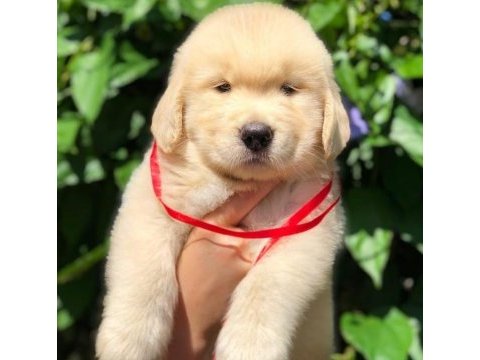Golden retriever cins köpekler