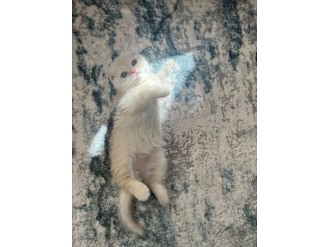 Erkek scottish fold