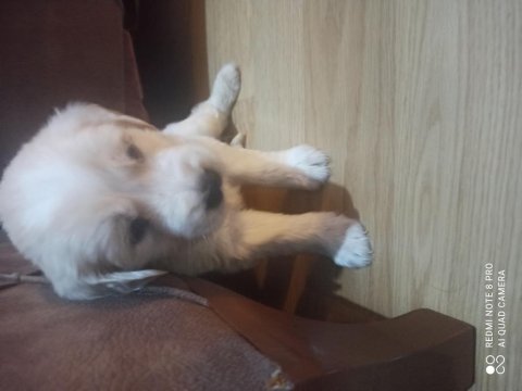 Golden retriever iki aylık erkek aşıları yapılmış