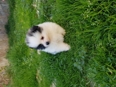Pomeranian boo yavru