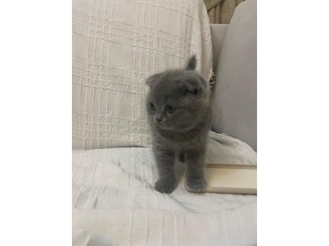 Oyuncu akıllı 2 aylık a kalite scottish fold