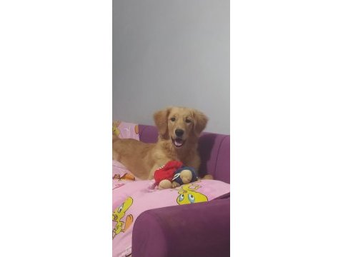 Sahiplendirilecek golden retriever