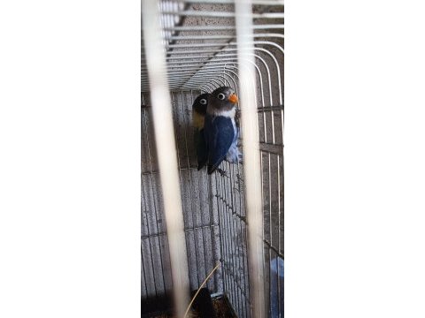 Cennet papağanı blue personat yavruları