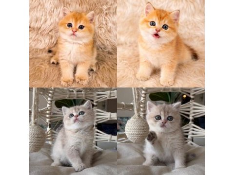 Şecereli anne babadan british shorthair yavrular