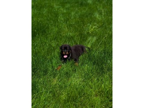 Premium rottweiler yavruları