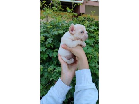 Platinum dişi erkek french bulldog