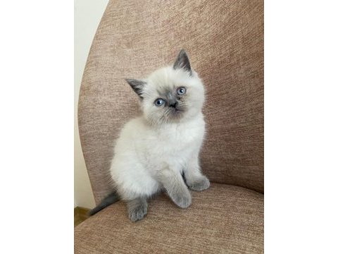 A kalite british shorthair blue point yavrular yer ankara