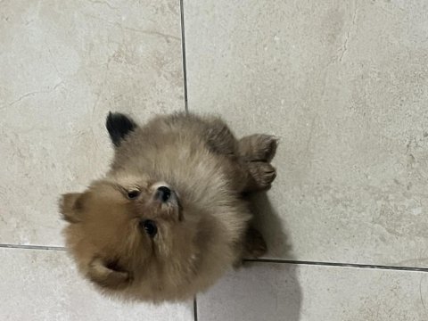 1,5 aylık pomeranian yavrular yeni yuvalarını bekliyor