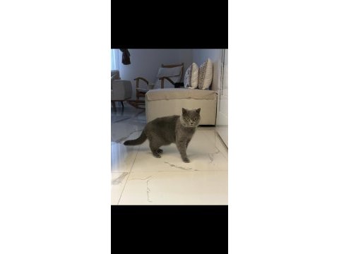 Sevimli ve uysal 2.5 yaşında british shorthair