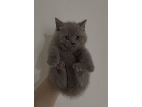 Show kalitede british shorthair bebekler