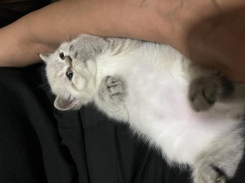 Erkek british shorthair 3 aylık