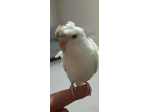 Erkek japonyada muhabbet kuşu yavrumuz 1.5 aylık