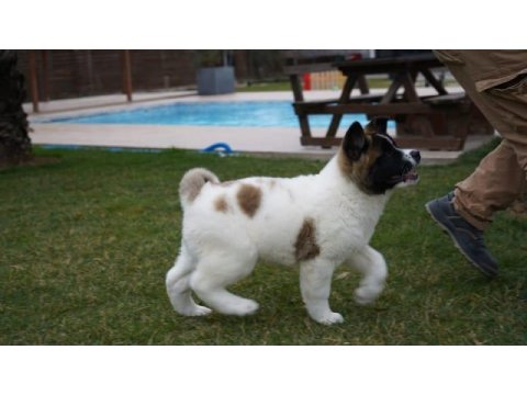 Akita inu yavruları üst kalite