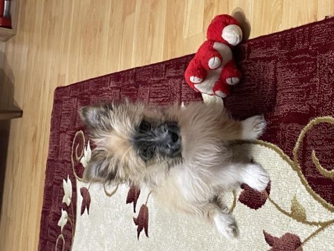 Pera (terrier) köpeğimiz