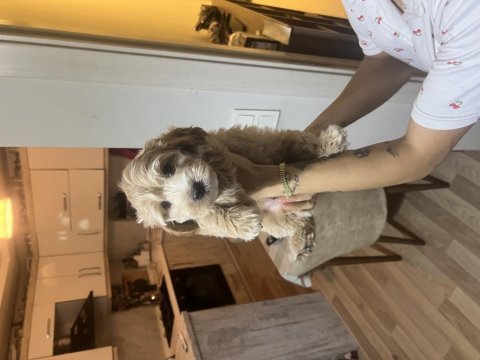 İzmir buca ev üretimi maltipoo yavrularımız