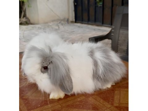 Hollanda teddy lop dişilerle cüce dişi tavşan