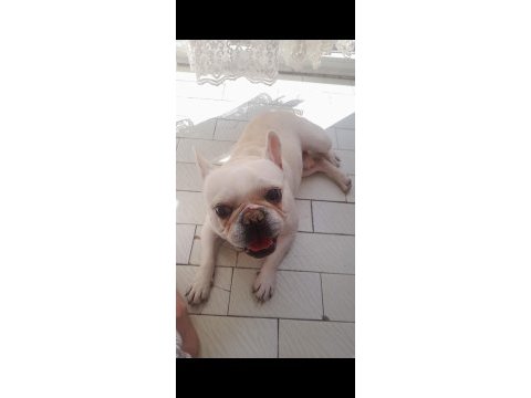 İzmir içi french bulldog köpeğimiz
