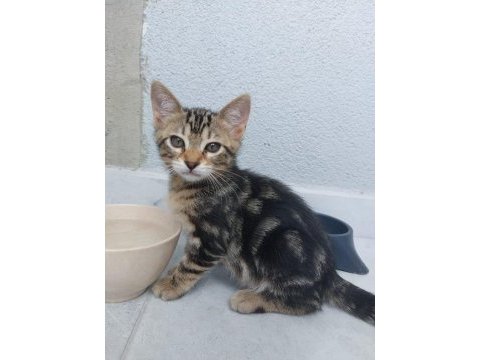 3 aylık kum ve mama eğitimli yavru kedimiz