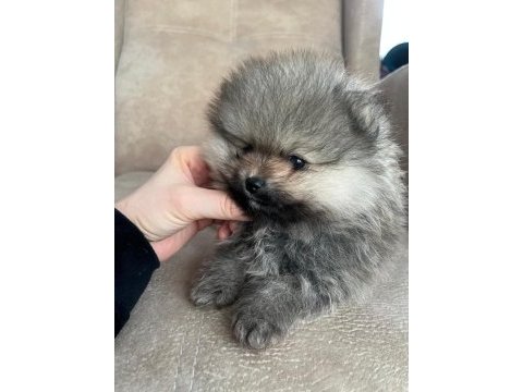 Orjinal ayı suratlı pomeranian yavruları