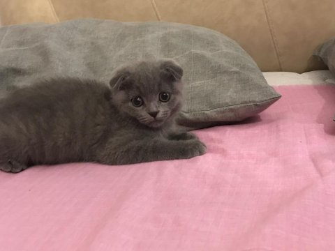 Scottish fold yavru