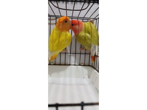 Yavru garantili hazır takım sevda papağanı opaline çift